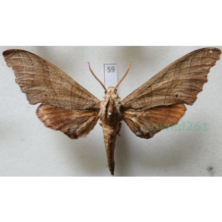 Marumba juvencus Rothschild & Jordan, 1912? Philippines 64mm59